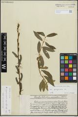 Foto von Salix purpurea L.